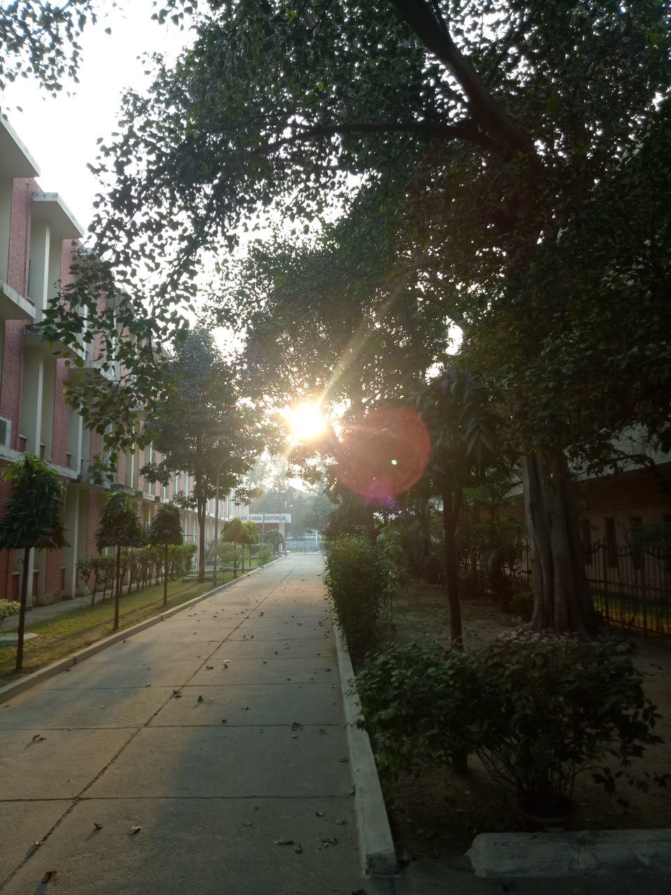 tree, plant, architecture, nature, built structure, street, road, building exterior, city, sunlight, sky, no people, lighting, day, lens flare, the way forward, growth, transportation, outdoors, footpath, neighbourhood, sunbeam, building, morning, house, lane, light