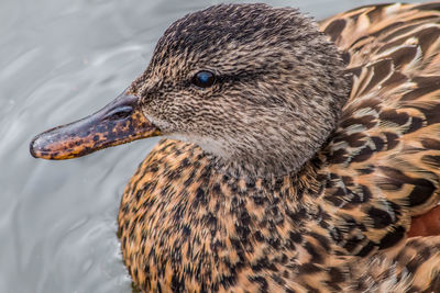 Close-up of a bird