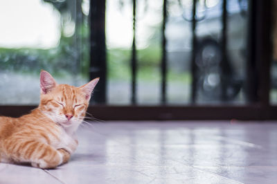 Cat sleeping on floor