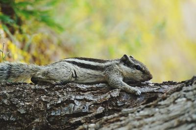 Close-up of squirrel on tree trunk