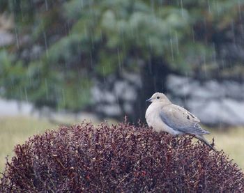 Close-up of bird perching outdoors