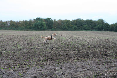 Dog running on field against sky