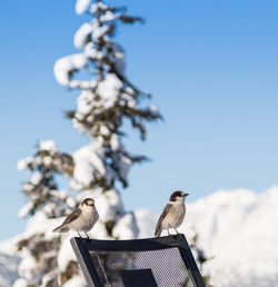 Low angle view of birds perching on the sky