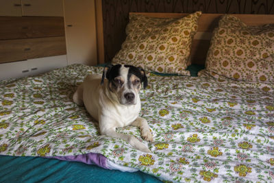 Portrait of dog relaxing on bed at home