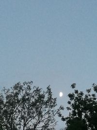 Low angle view of trees against clear sky