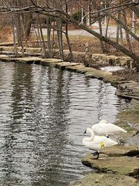 Swan floating on lake