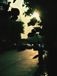 Close-up of silhouette tree against sky at night