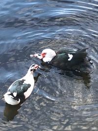 High angle view of ducks swimming in lake