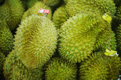 Close-up of succulent plant