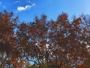 Low angle view of trees in forest against blue sky