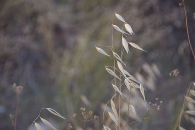 Close-up of dry plant on field