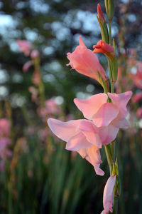 Close-up of pink flowering plant