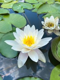 Close-up of lotus water lily in lake
