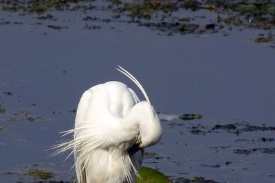 Close-up of swan by lake