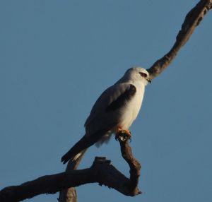 Low angle view of bird perching on branch