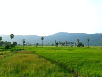 Scenic view of field against sky