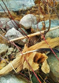 Close-up of dried leaves on wood