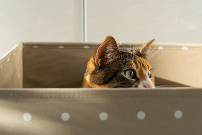 Closeup of curious cat has climbed into storage box, looks out playing hunting for a toy. pet lovers