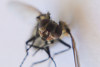 Close-up of insect on leaf