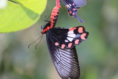 Close-up of butterfly on leaf
