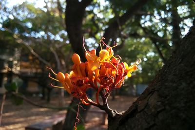 Close-up of flower blooming