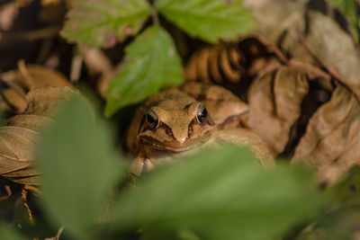 Close-up of a frog on a land