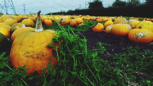 View of pumpkins