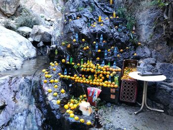 Fruits growing on rock