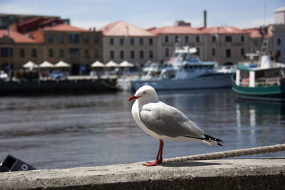 Side view of seagull on retaining wall by lake