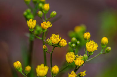 Close-up of yellow flower