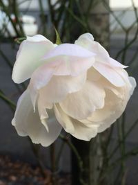 Close-up of white rose blooming outdoors