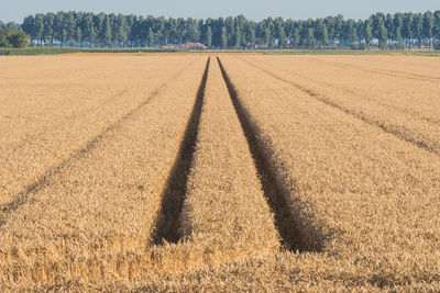 Shadow of corn on field