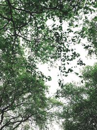 Low angle view of trees