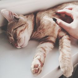 Close-up of hand feeding cat