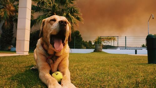 Dog sitting on grass against sky