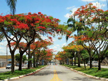 Road amidst trees against sky