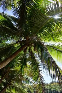 Low angle view of palm trees against sky