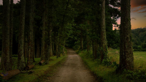 Road amidst trees in forest