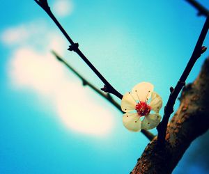 Close-up of flowers against blue sky