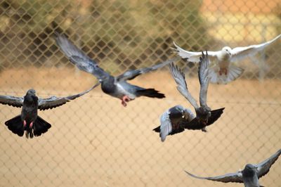Birds flying over chainlink fence at zoo