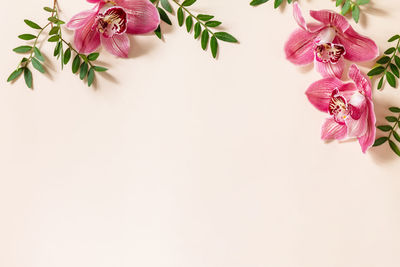 Close-up of pink roses against white background