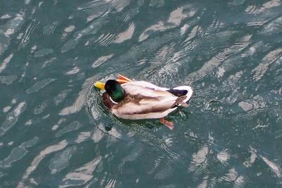 High angle view of man swimming in lake