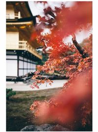 Close-up of flower tree in city