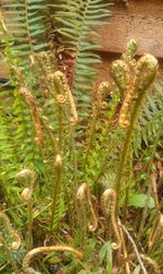 Close-up of cactus plant