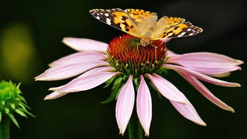 Close-up of coneflower on the blooming outdoors