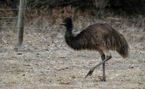 Side view of an emu
