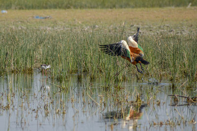 Bird on field by grass