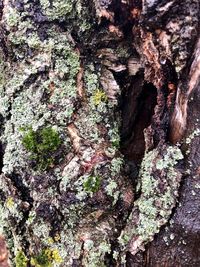 Full frame shot of moss on tree trunk