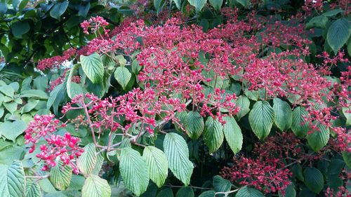 Close-up of pink flowers