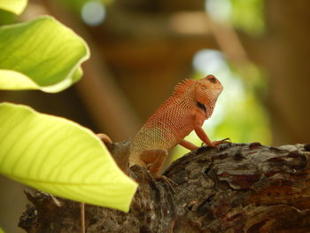 Close-up of a lizard on tree